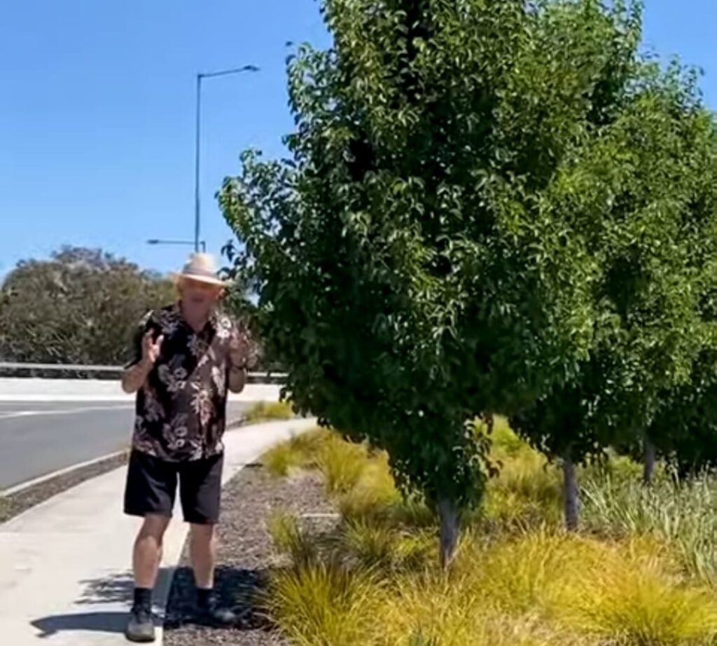 Navigator Pear